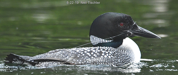 URGENT: Loon tangled in fishing line – Loon Preservation Committee